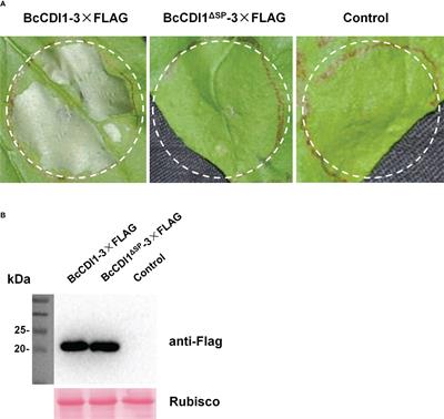 Botrytis cinerea BcCDI1 protein triggers both plant cell death and immune response